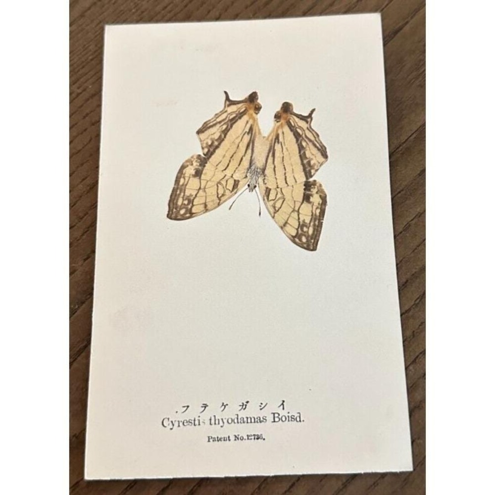 Antiq REAL Butterfly Cyrestis Boisd Latin Nawa Entomological Japan 1910 Postcard
